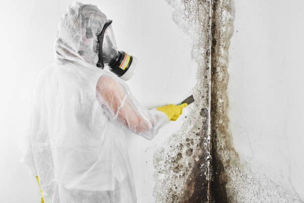 Best Crawl Space Mold Removal  in Plainville, KS