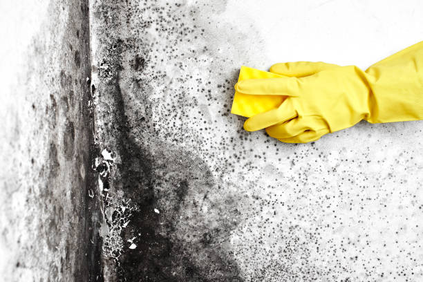 Attic Mold Removal in Plainville, KS