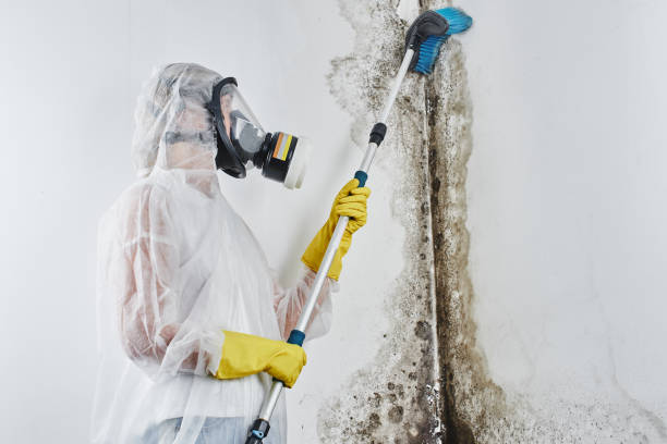 Certified Mold Removal in Plainville, KS