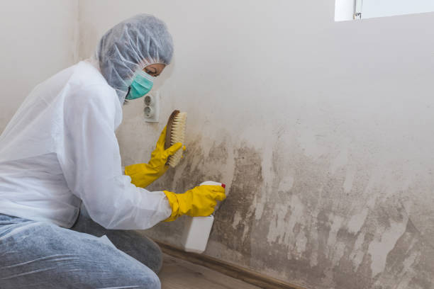 Best Black Mold Removal  in Plainville, KS