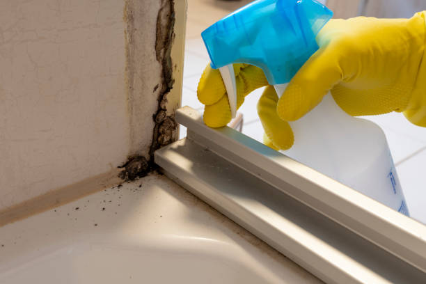 Best Mold Remediation  in Plainville, KS