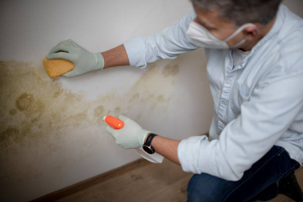Best Commercial Mold Removal  in Plainville, KS