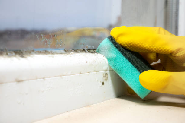 Best Mold Testing  in Plainville, KS