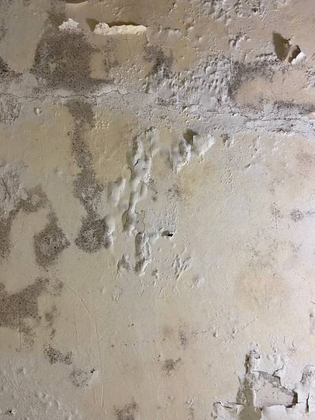 Best Professional Mold Removal  in Plainville, KS