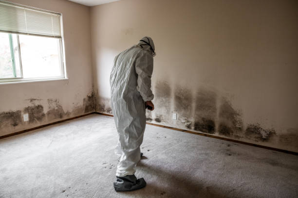 Best Home Mold Removal  in Plainville, KS