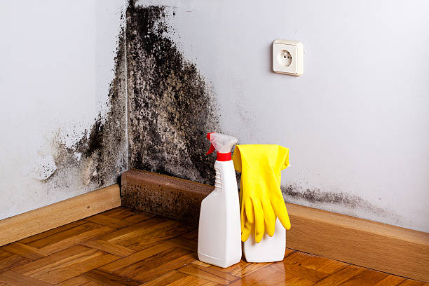 Best Affordable Mold Removal  in Plainville, KS