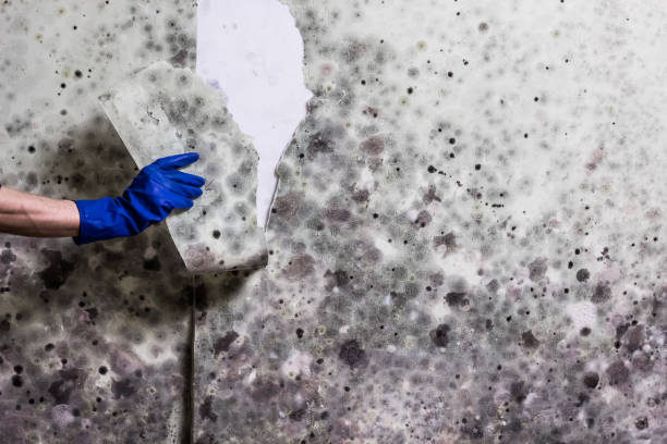 Best Residential Mold Removal  in Plainville, KS