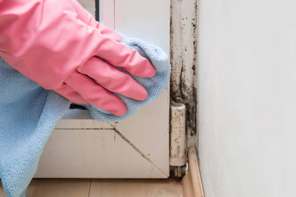 Best Office Mold Removal Services  in Plainville, KS