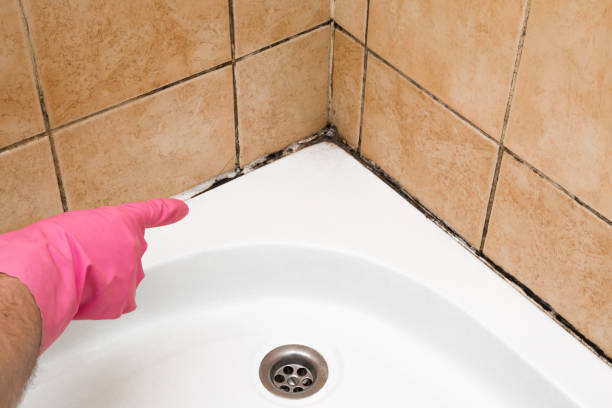 Best Mold Damage Repair  in Plainville, KS