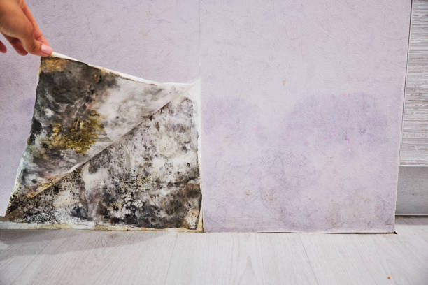 Best Fast Mold Removal  in Plainville, KS